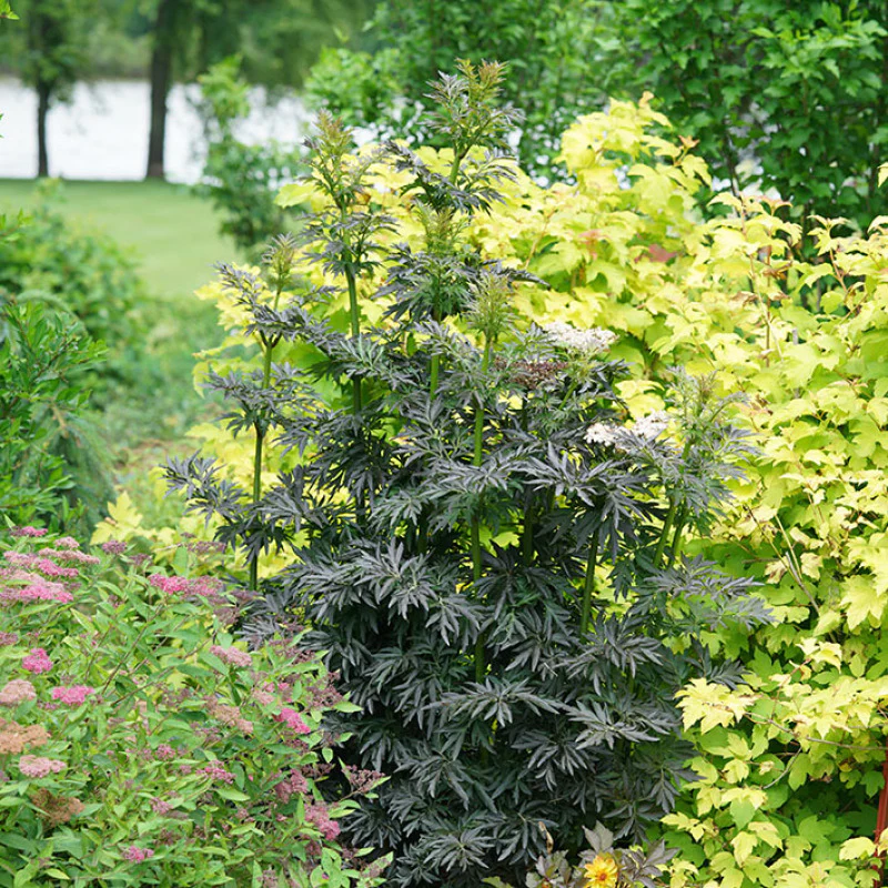 Laced Up® Elderberry (Sambucus) - Image 3