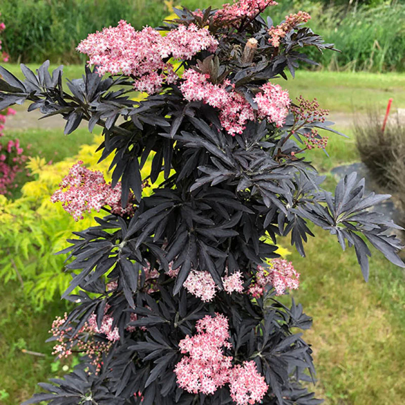 Laced Up® Elderberry (Sambucus) - Image 5