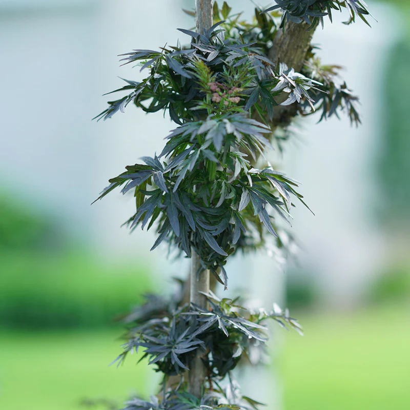 Laced Up® Elderberry (Sambucus) - Image 6