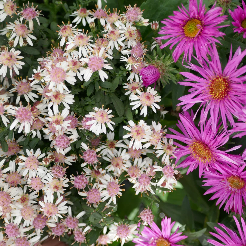 'Lady in Black' Aster - Image 2