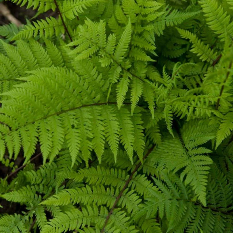 'Lady in Red' Lady Fern (Athyrium) - Image 2