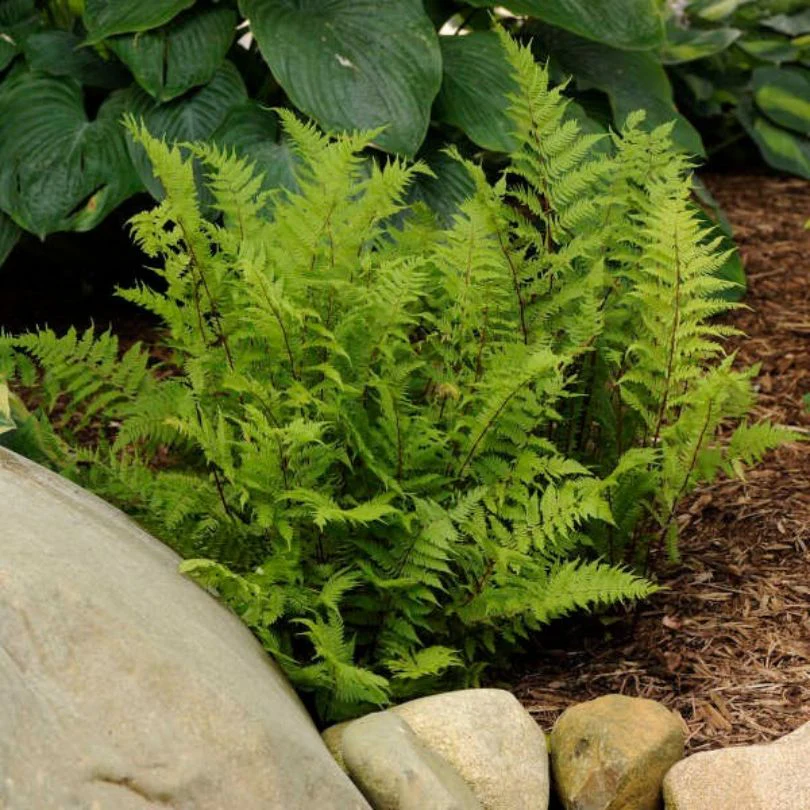 'Lady in Red' Lady Fern (Athyrium) - Image 3
