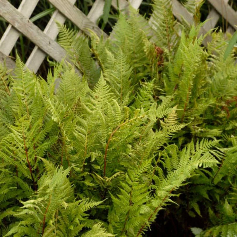 'Lady in Red' Lady Fern (Athyrium) - Image 4