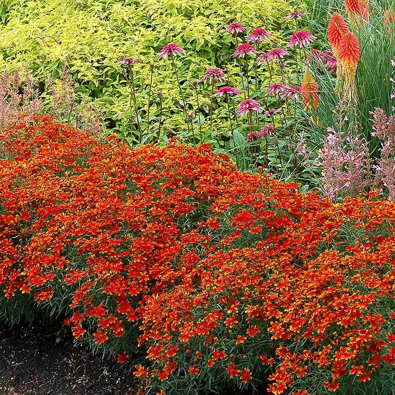 'Ladybird' Tickseed - Image 3