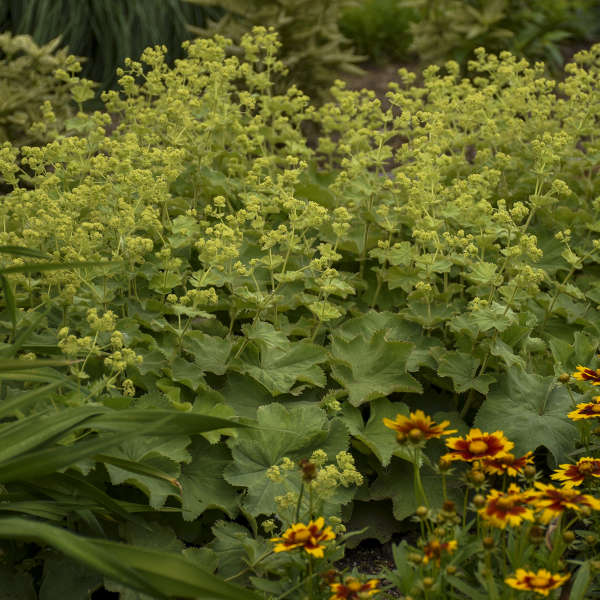 Lady's Mantle (Alchemilla) - Image 2