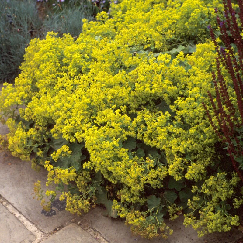 Lady's Mantle (Alchemilla) - Image 4
