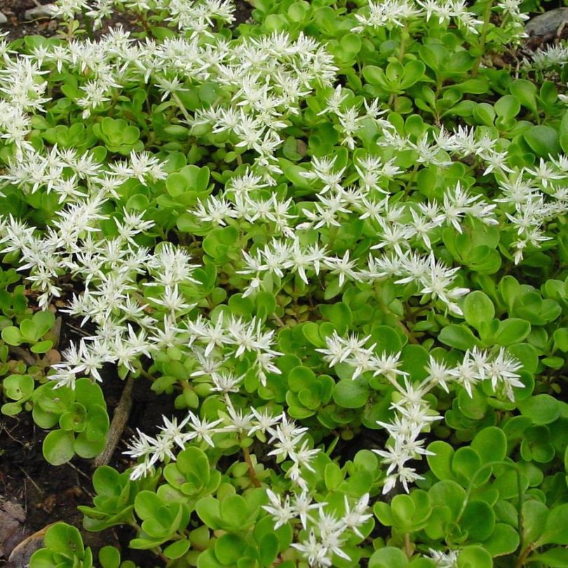 'Larinem Park' Stonecrop (Sedum) - Image 2