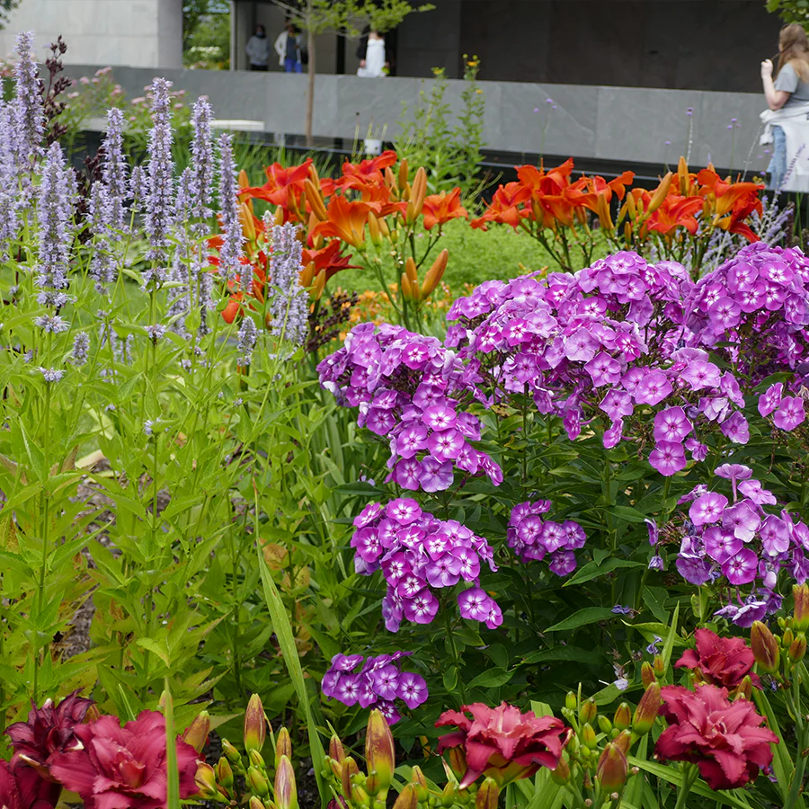 'Laura' Phlox - Image 2