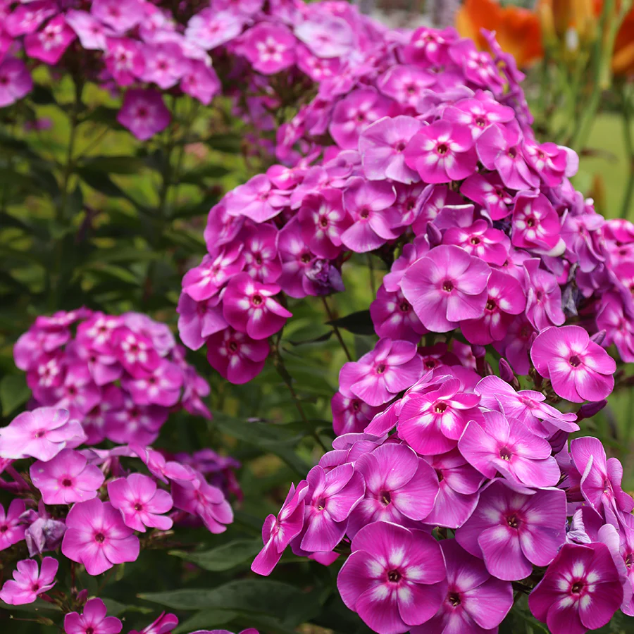 'Laura' Phlox - Image 3