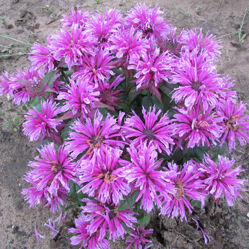 'Leading Lady Orchid' Bee Balm (Monarda) - Image 3