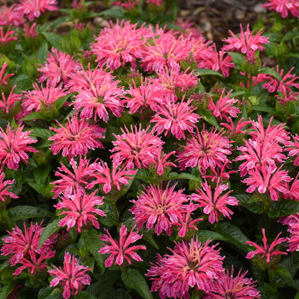 'Leading Lady Pink' Bee Balm (Monarda)