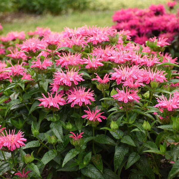 'Leading Lady Pink' Bee Balm (Monarda) - Image 2