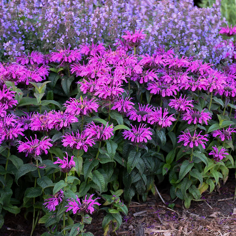 'Leading Lady Plum' Bee Balm (Monarda)