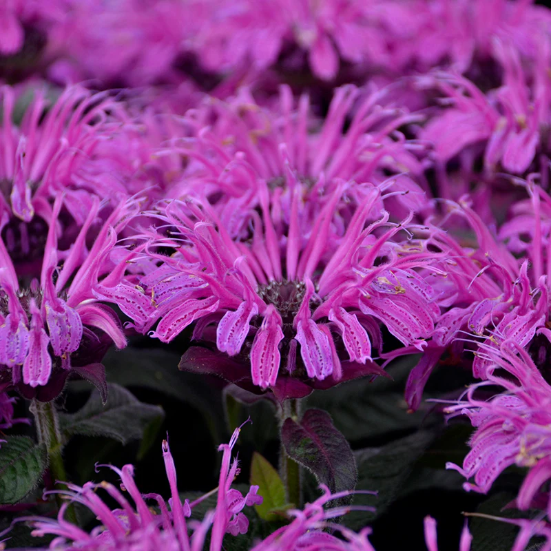 'Leading Lady Plum' Bee Balm (Monarda) - Image 2