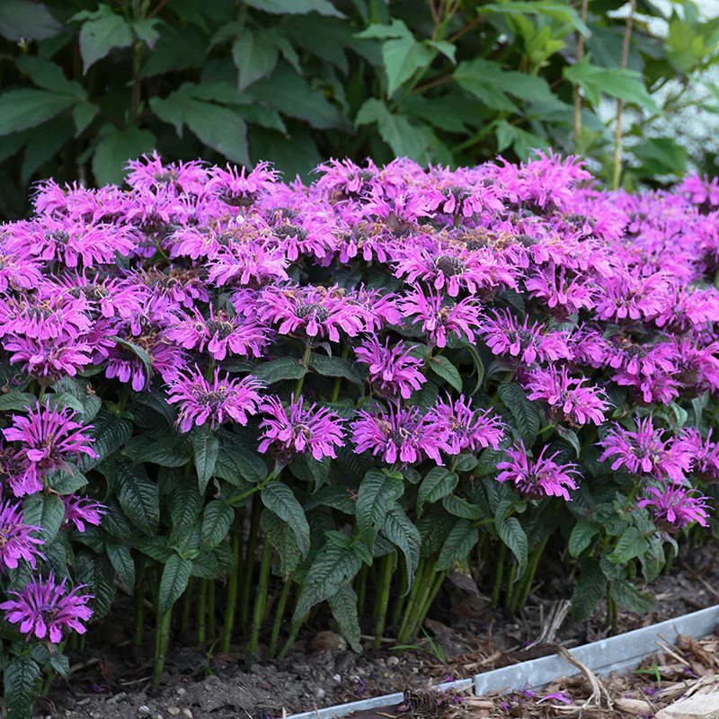 'Leading Lady Plum' Bee Balm (Monarda) - Image 3