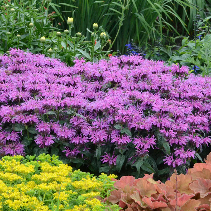 'Leading Lady Plum' Bee Balm (Monarda) - Image 4