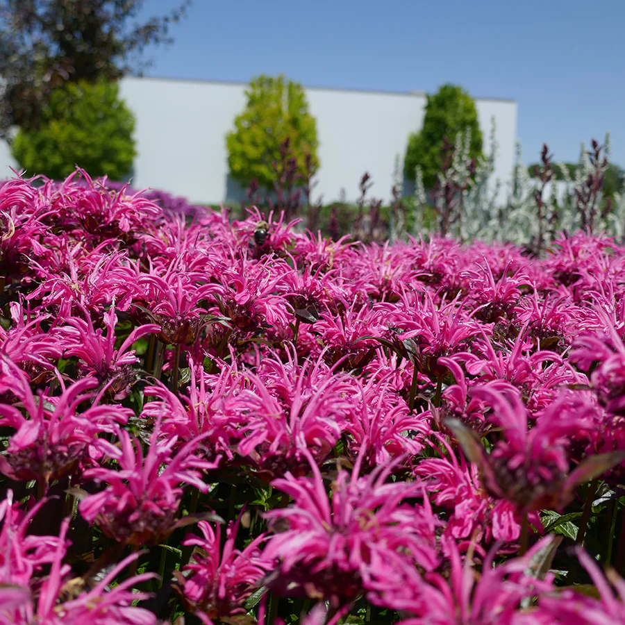 'Leading Lady Razzberry' Bee Balm (Monarda) - Image 2