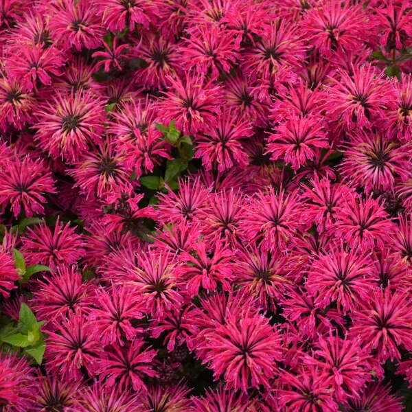 'Leading Lady Razzberry' Bee Balm (Monarda) - Image 3