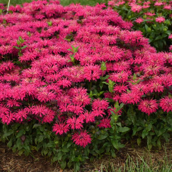'Leading Lady Razzberry' Bee Balm (Monarda) - Image 4