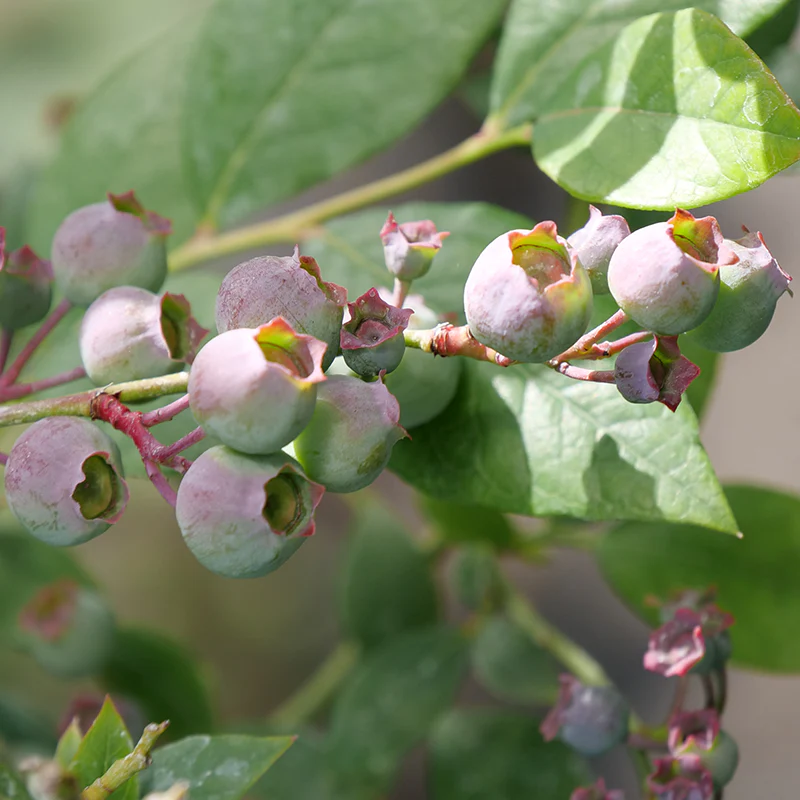 'Legacy' Blueberry - Image 2