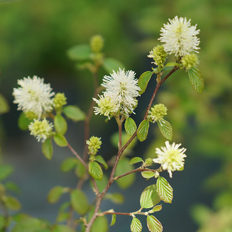 Legend Of The Fall® Bottlebrush (Fothergilla) - Image 3