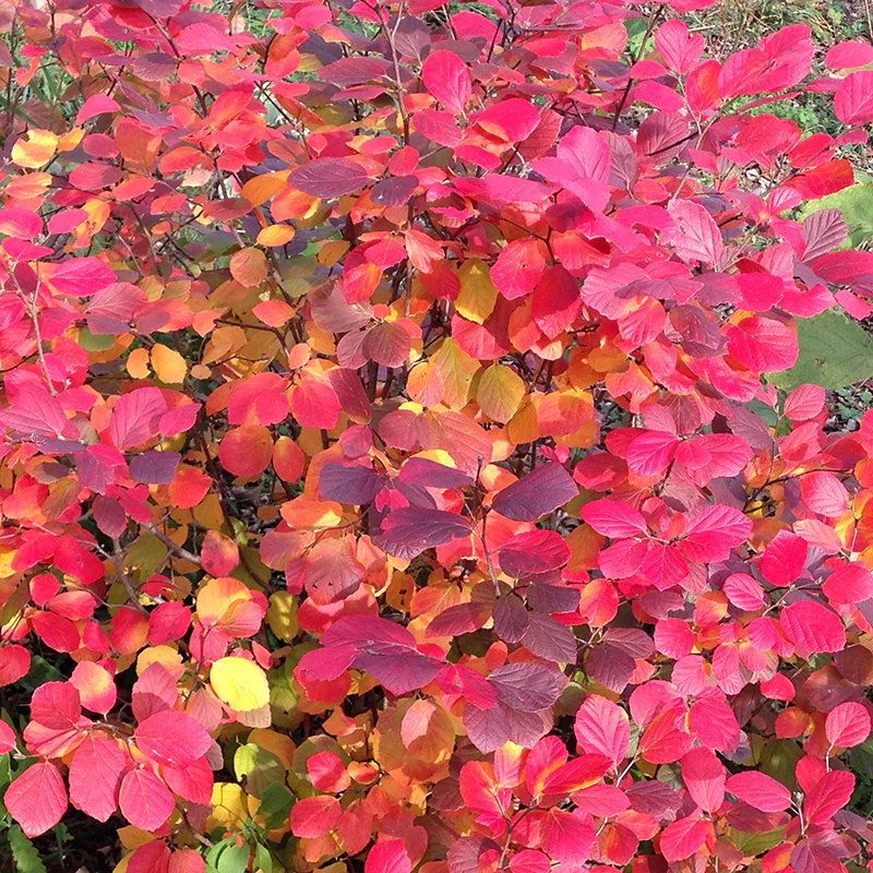 Legend Of The Fall® Bottlebrush (Fothergilla) - Image 5