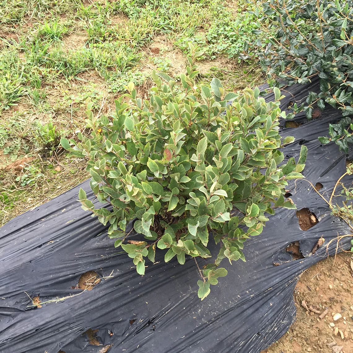 Legend of the Small™ Bottlebrush (Fothergilla) - Image 3
