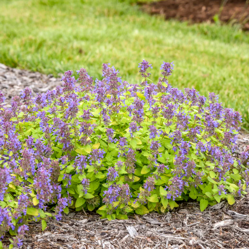'Lemon Purrfection' Catmint (Nepeta) - Image 2