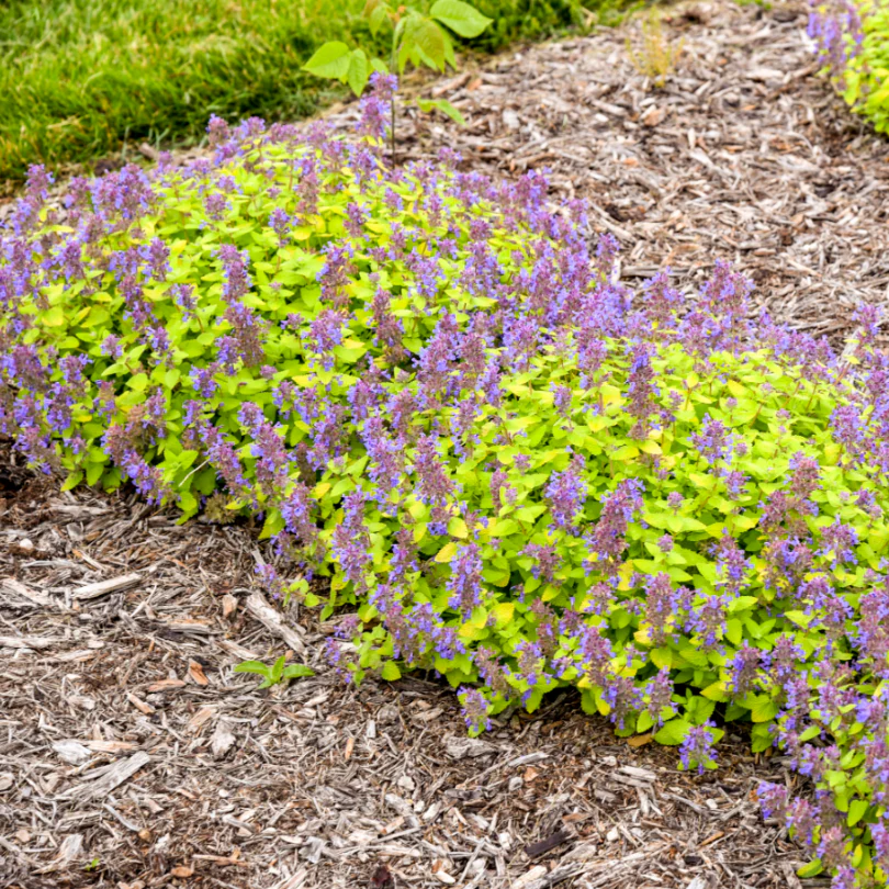 'Lemon Purrfection' Catmint (Nepeta) - Image 3