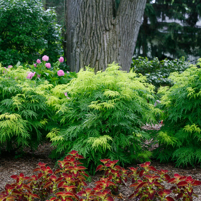 Lemony Lace® Elderberry (Sambucus) - Image 2