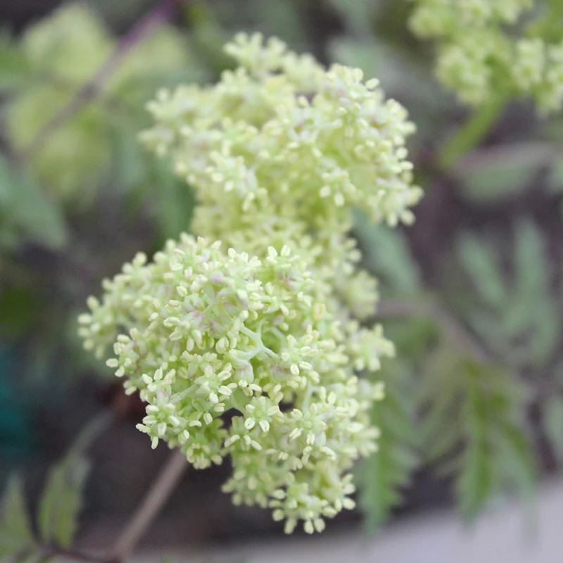 Lemony Lace® Elderberry (Sambucus) - Image 4
