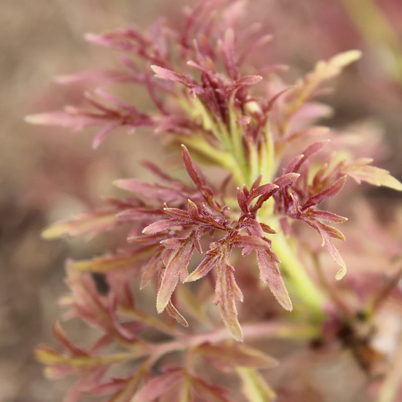 Lemony Lace® Elderberry (Sambucus) - Image 5