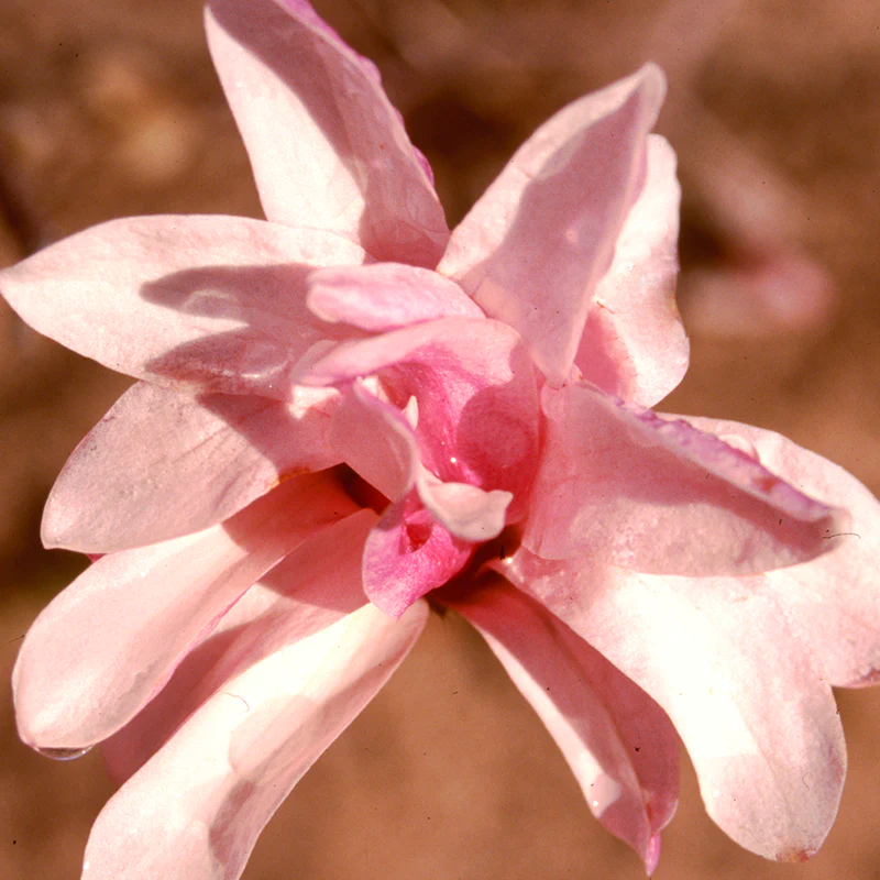 'Leonard Messel' Magnolia - Image 2