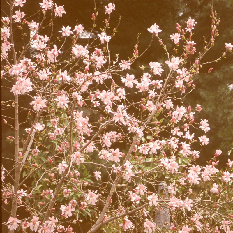'Leonard Messel' Magnolia - Image 3