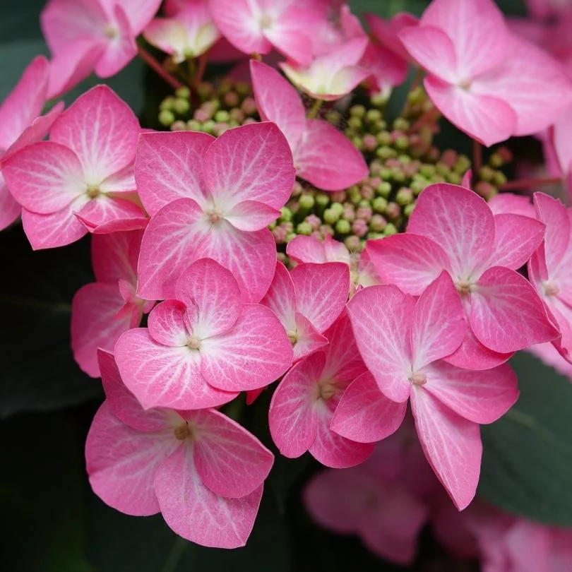 Let’s Dance Hot Stepper™ Bigleaf Hydrangea - Image 5