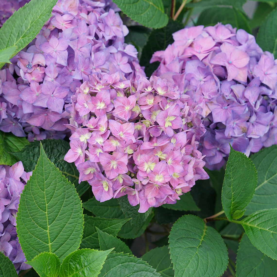 Let's Dance ¡Arriba!™ Bigleaf Hydrangea - Image 2