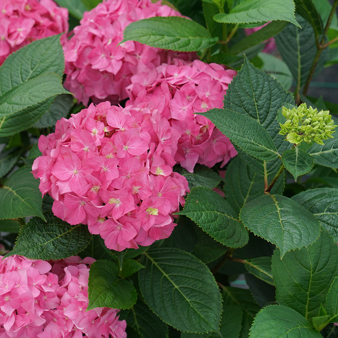 Let's Dance ¡Arriba!™ Bigleaf Hydrangea - Image 3