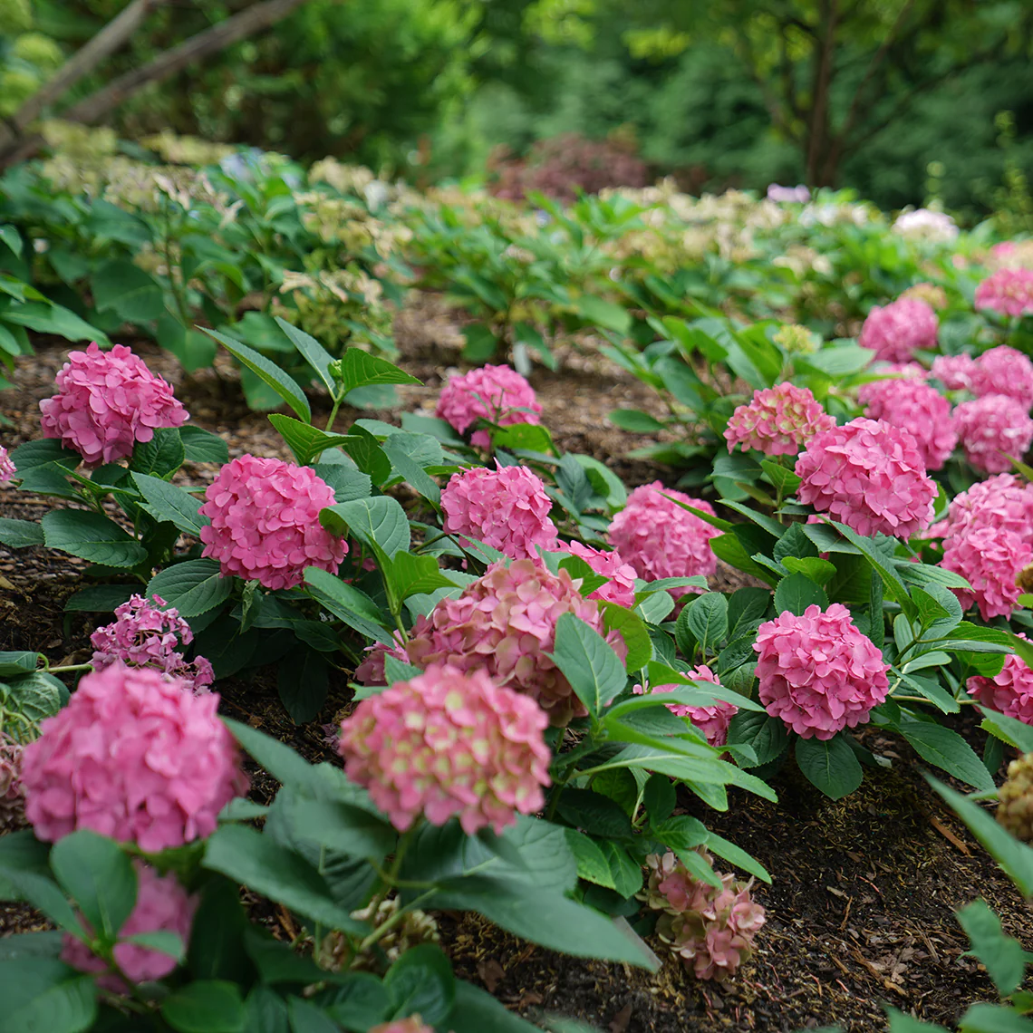 Let's Dance ¡Arriba!™ Bigleaf Hydrangea - Image 4