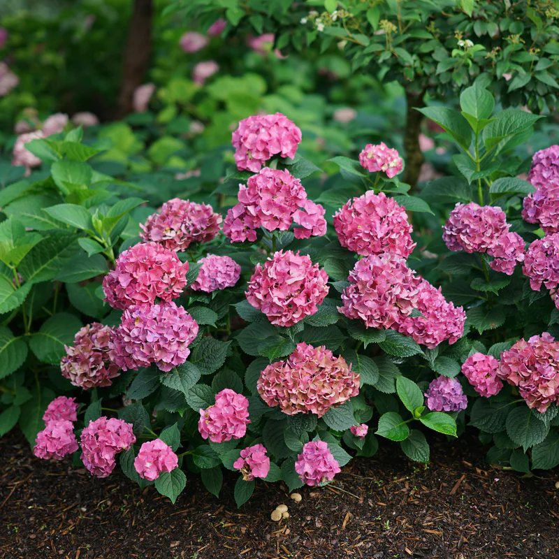 Let's Dance Big Band® Bigleaf Hydrangea - Image 2