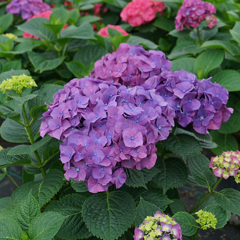 Let's Dance Big Band® Bigleaf Hydrangea - Image 3