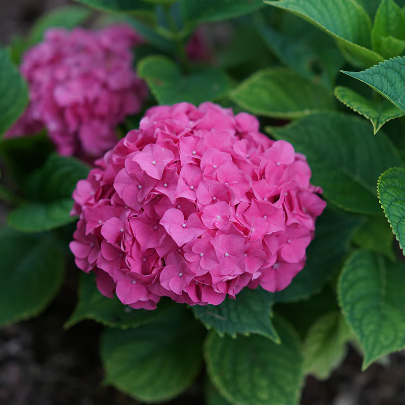 Let's Dance Big Band® Bigleaf Hydrangea - Image 4