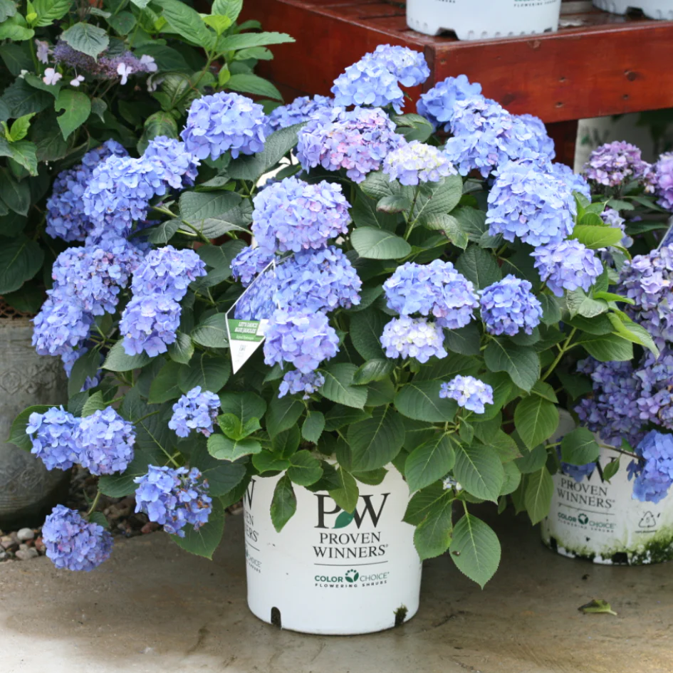 Let's Dance® Blue Jangles® Bigleaf Hydrangea - Image 2