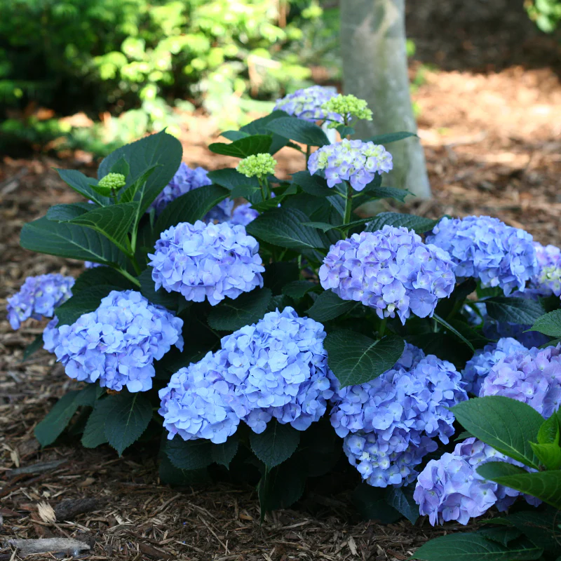 Let's Dance® Blue Jangles® Bigleaf Hydrangea - Image 3