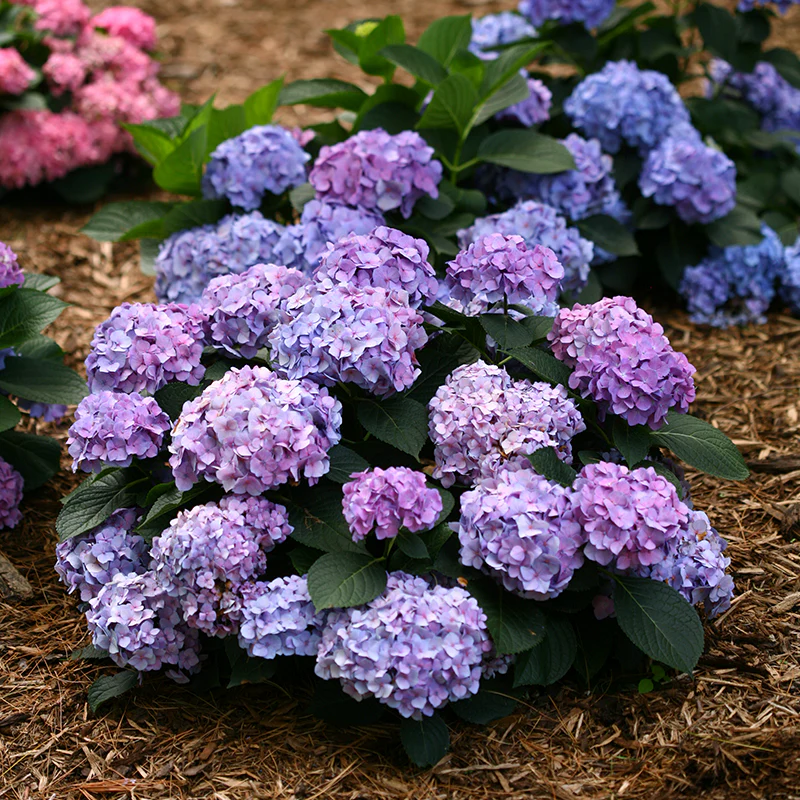 Let's Dance® Blue Jangles® Bigleaf Hydrangea - Image 4