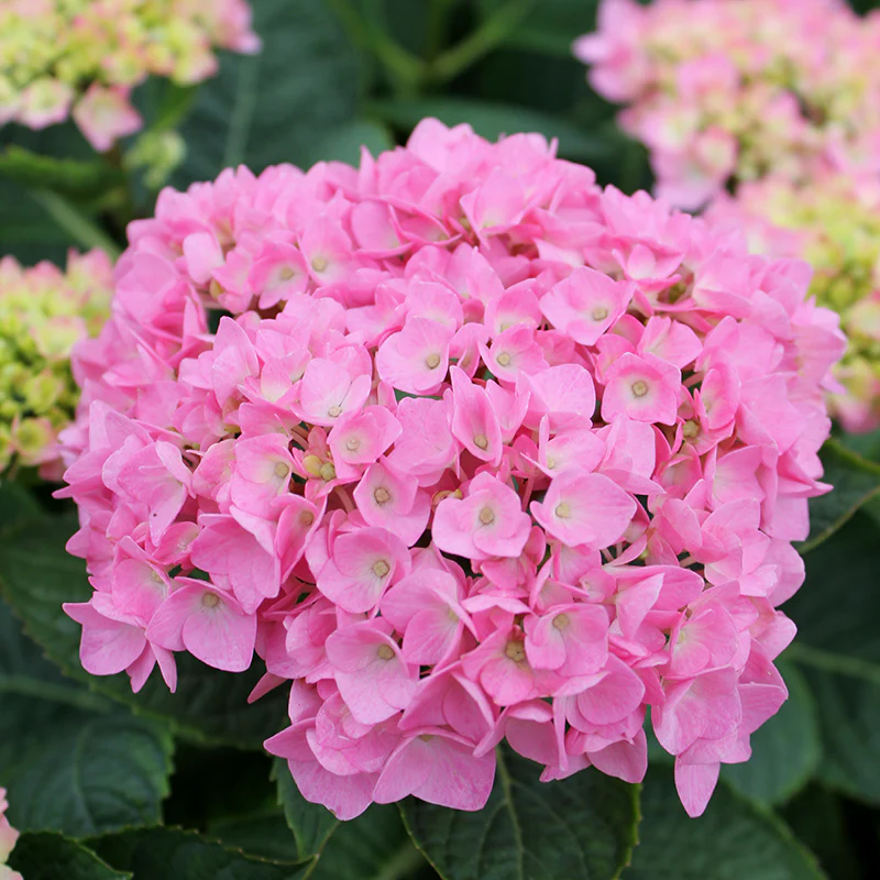 Let's Dance® Blue Jangles® Bigleaf Hydrangea - Image 5