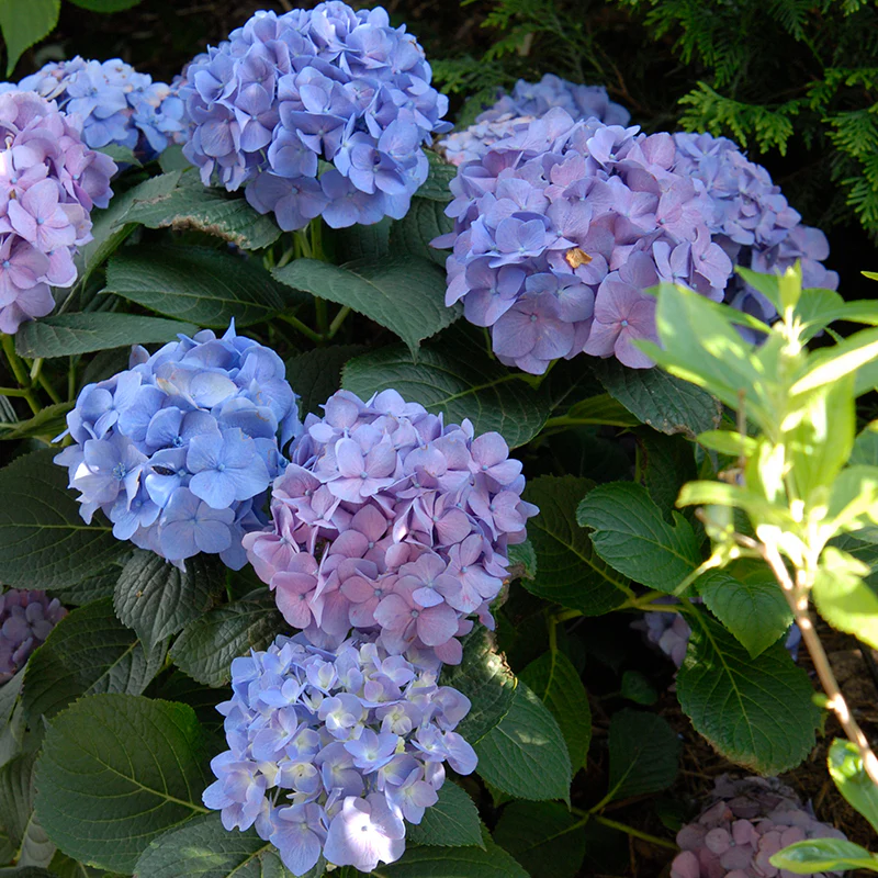 Let's Dance® Blue Jangles® Bigleaf Hydrangea - Image 6
