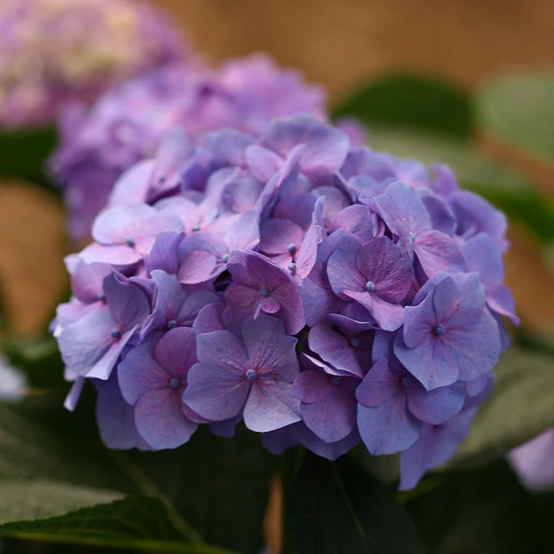 Let's Dance® Blue Jangles® Bigleaf Hydrangea - Image 7