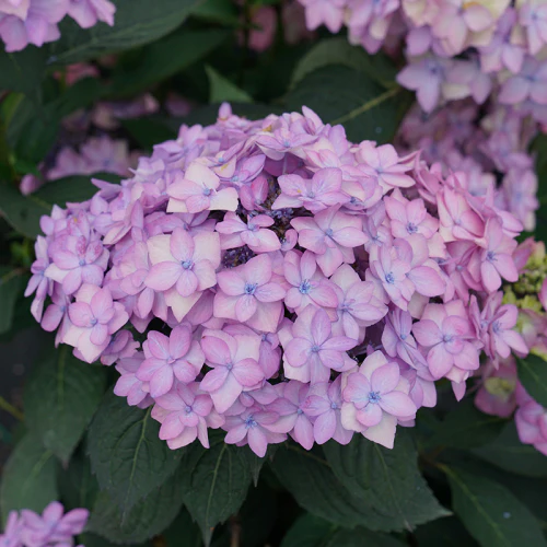 Let's Dance Can Do!® Bigleaf Hydrangea - Image 2