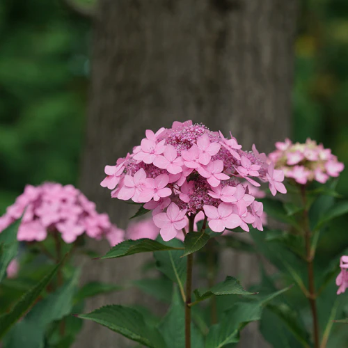 Let's Dance Can Do!® Bigleaf Hydrangea - Image 3