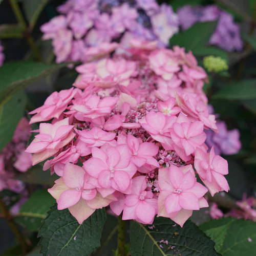 Let's Dance Can Do!® Bigleaf Hydrangea - Image 4